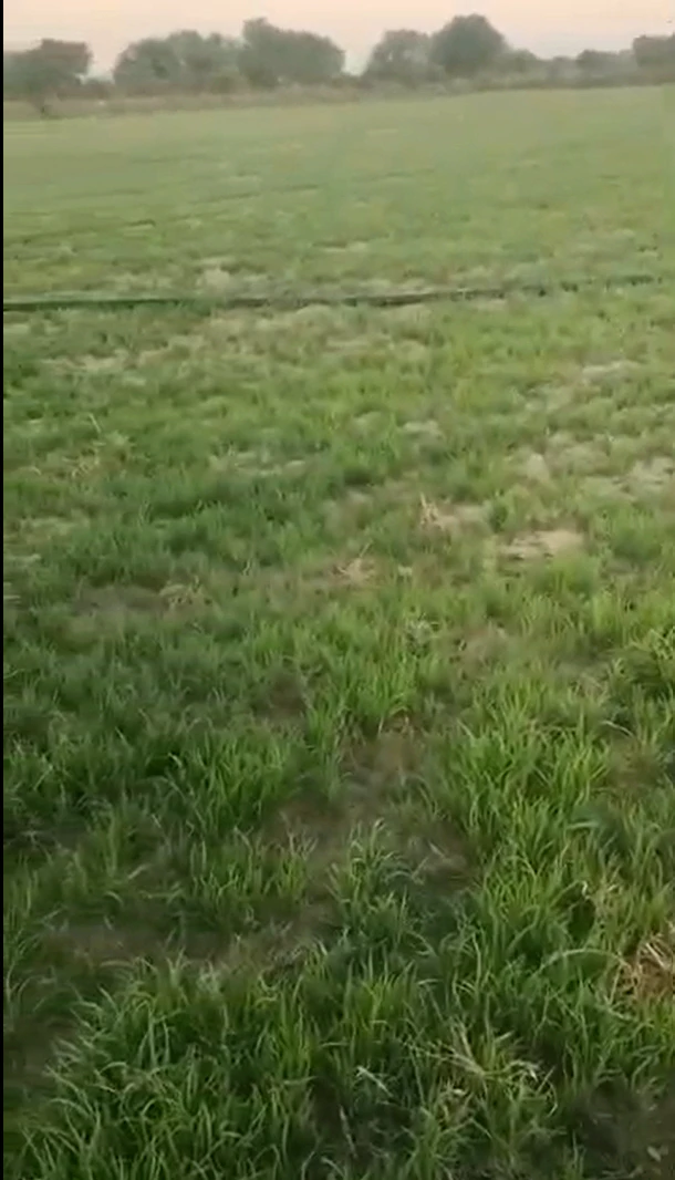 4JJ7+24R, Kannauj, Sikanderpur, Uttar Pradesh 209729, India