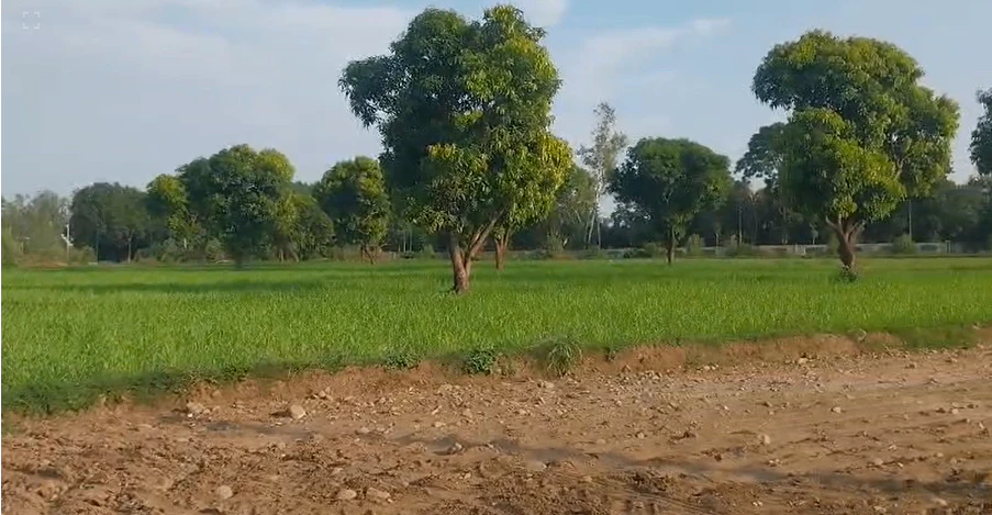 Jatowala, Uttarakhand 248197, India