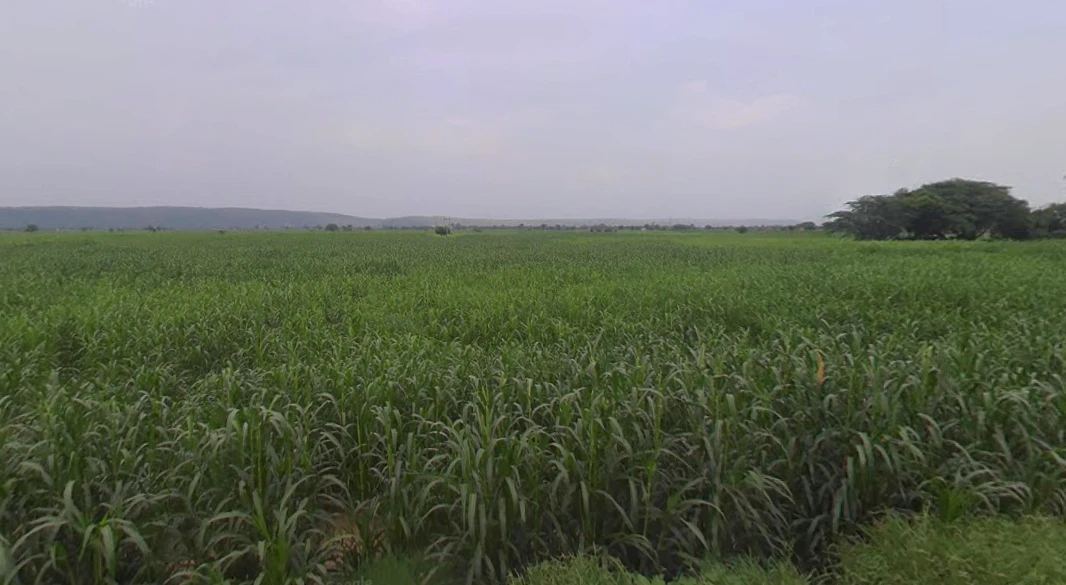 Kasganj, Uttar Pradesh 207123, India