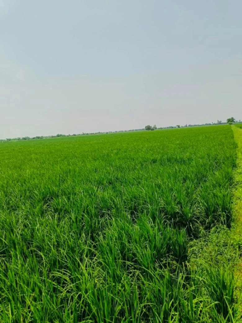 Karahari, Mathura, Uttar Pradesh, India