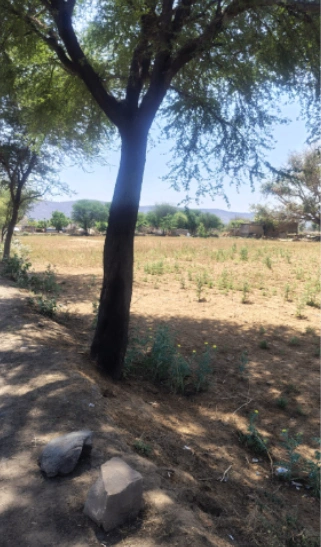 CQ2F+23 Bader, Alwar, Rajasthan, India preview 3