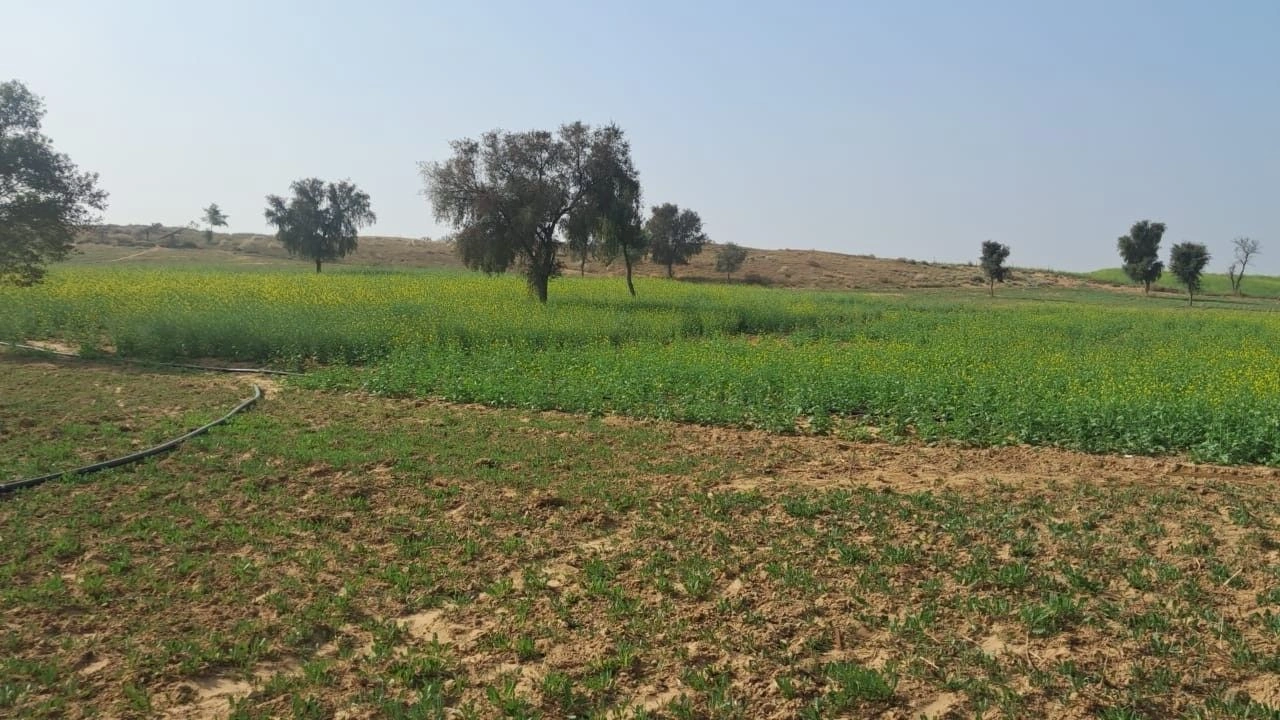 V79V+GJQ, Bikaner, 5 Gm, Rajasthan, India