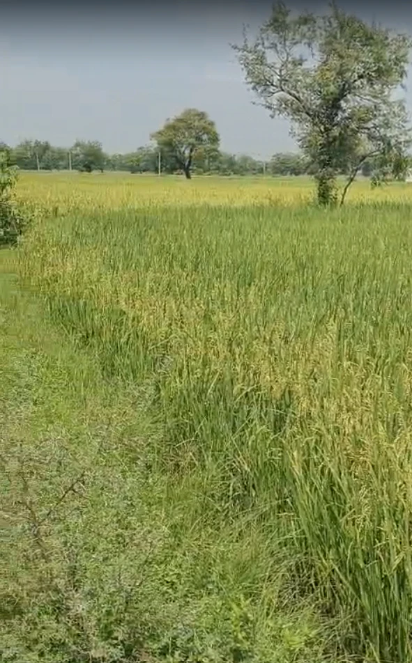 R77P+P3 Baniyana, Dausa, Rajasthan, India