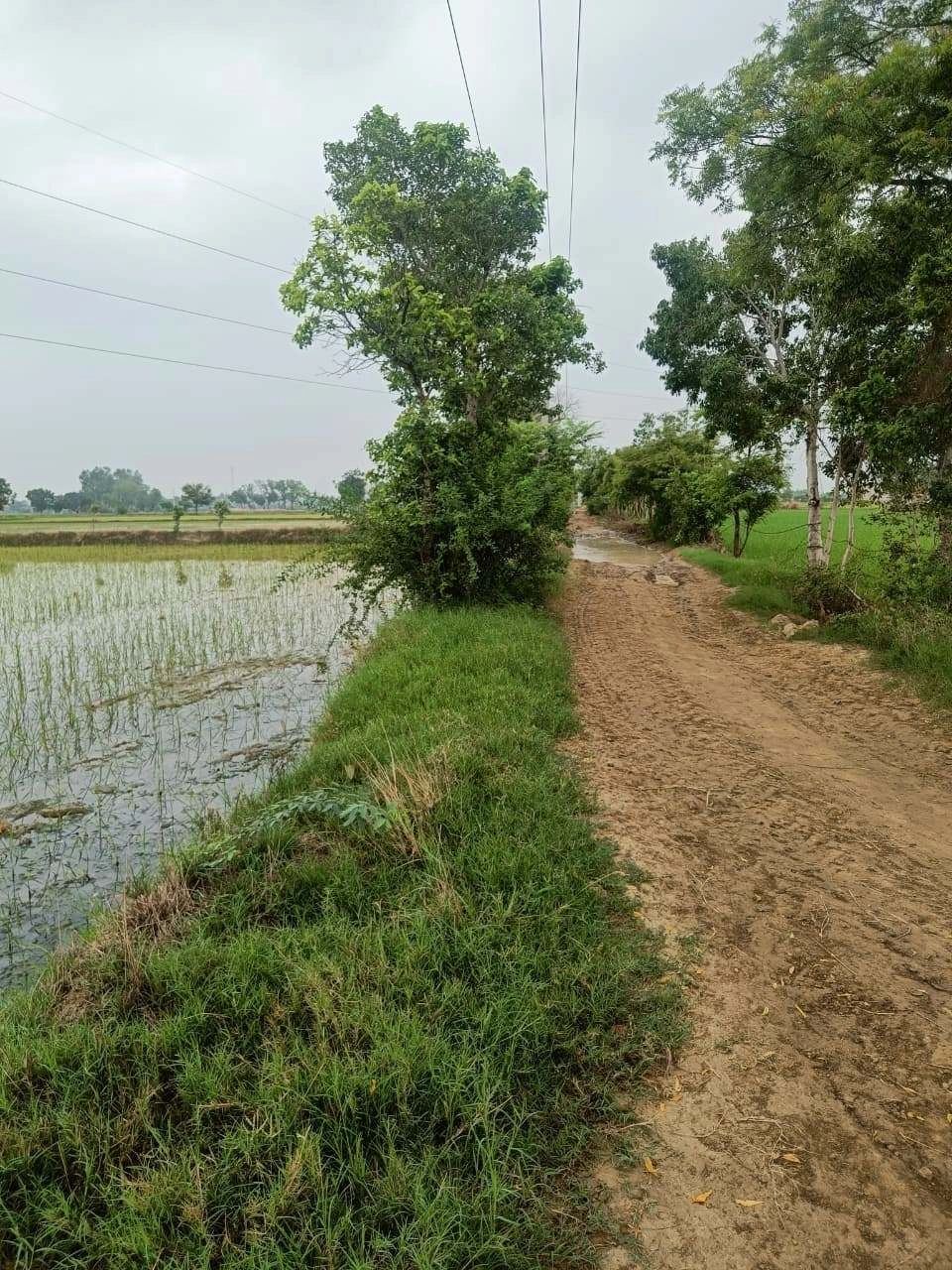 Bukharari, Mathura, Uttar Pradesh, India