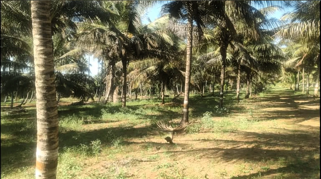 Nanjangud, Karnataka, India