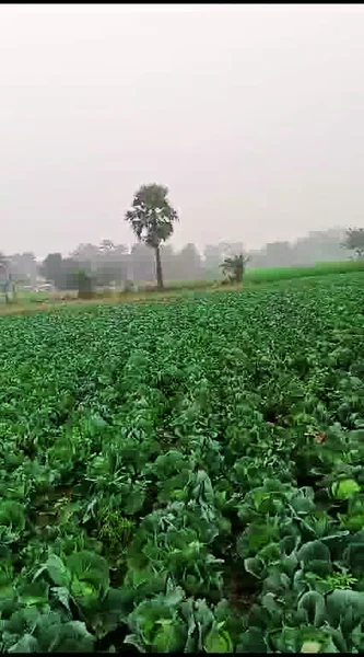 Bhathahi, Bihar, India preview 2