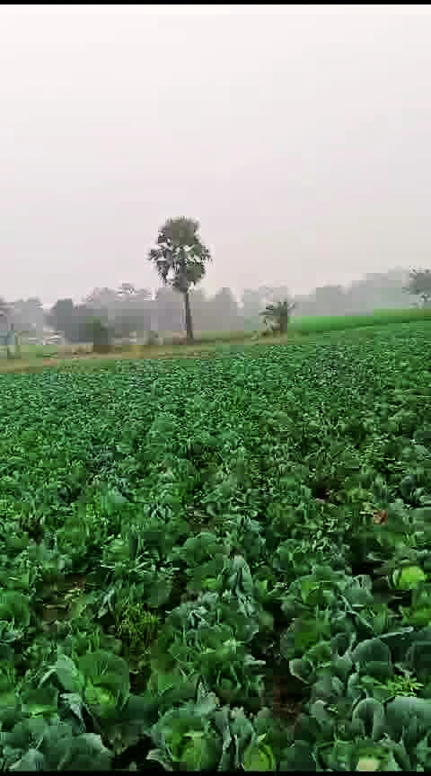 Bhathahi, Bihar, India