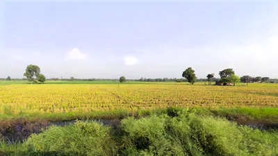 Nakur, Uttar Pradesh 247342, India preview 3