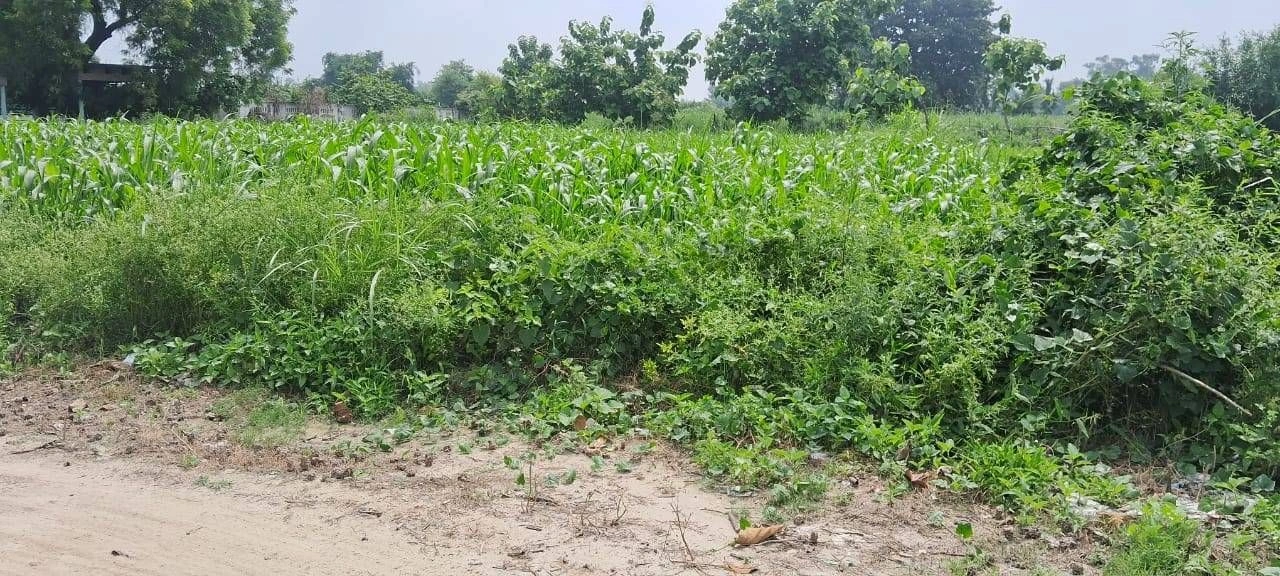 PXQW+P8M, Ayodhya, Khirauni, Uttar Pradesh 224188, India