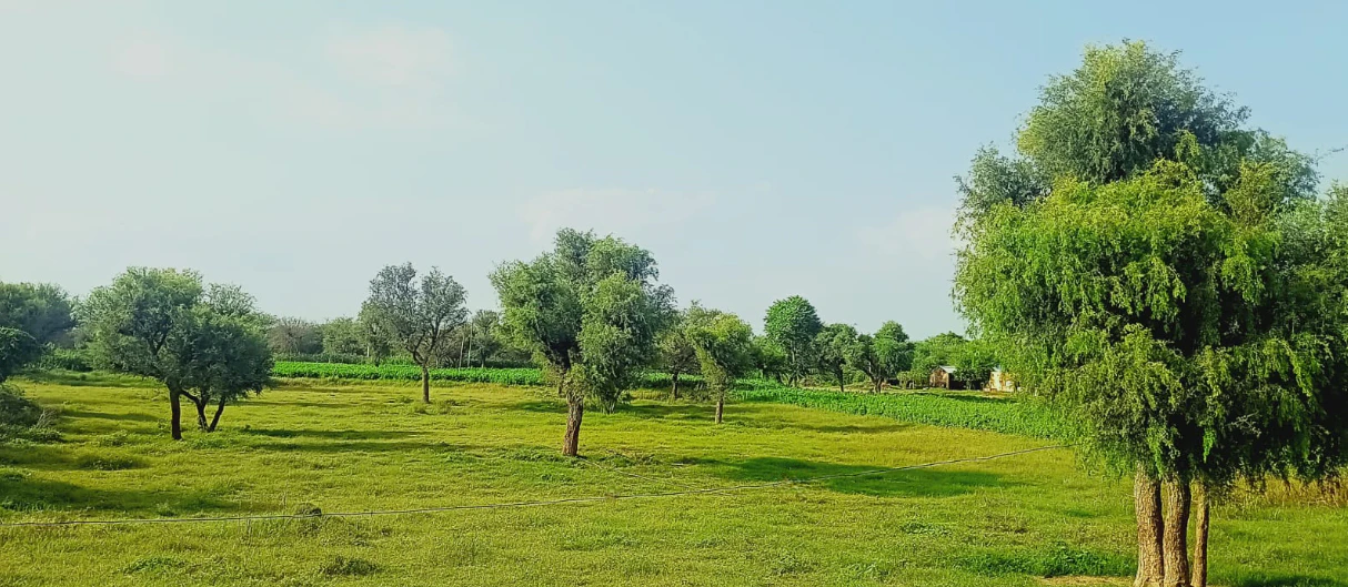 RX8P+2H Sanwali, Sikar, Rajasthan, India