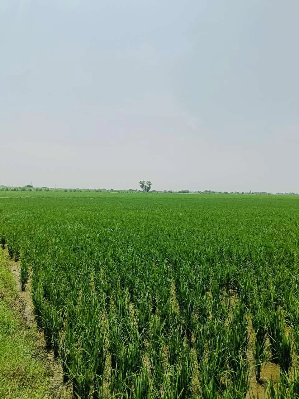 Nawali, Mathura, Uttar Pradesh, India preview 2