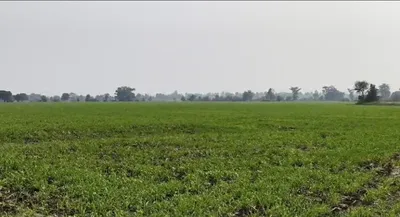 7533+578, Mandsaur, Budha, Madhya Pradesh 458556, India preview 3