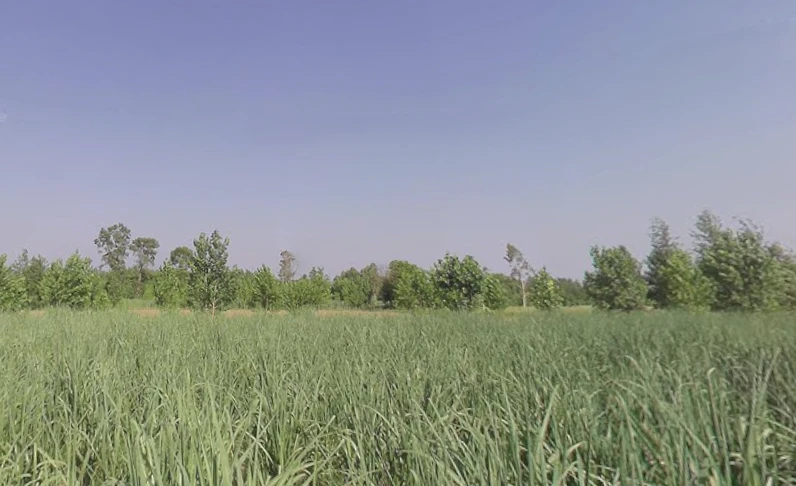 Fatehganj Pashchimi, Uttar Pradesh 243501, India