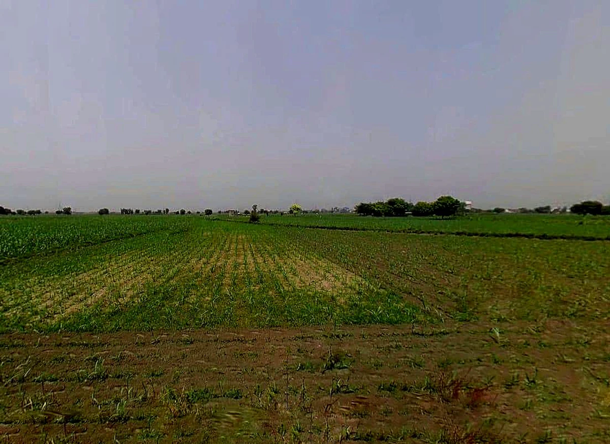 Daurala, Uttar Pradesh 250221, India