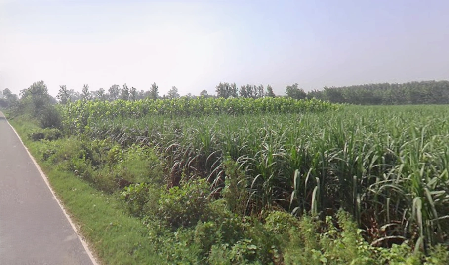 Nanauta Dehat, Uttar Pradesh 247452, India