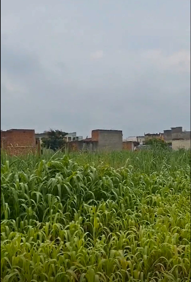 Baparasi, Meerut, Uttar Pradesh 250342, India