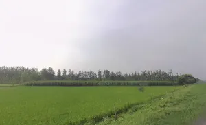 G6R5+R9G, Mirganj, Uttar Pradesh 272175, India preview 2