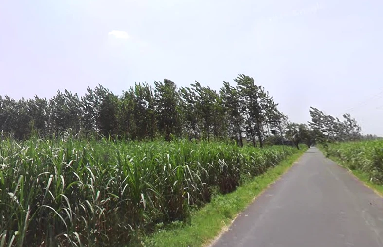 Chuchawali, Uttar Pradesh 245205, India