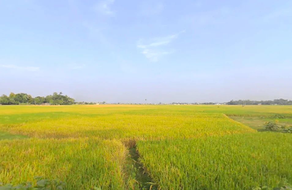 B.R.S. Colony, VCMJ+5H3, Naihati Urban, Bijaynagar, Naihati, Kolkata, West Bengal 743165, India