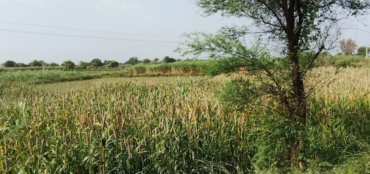 Sherpur, Rajasthan 301025, India