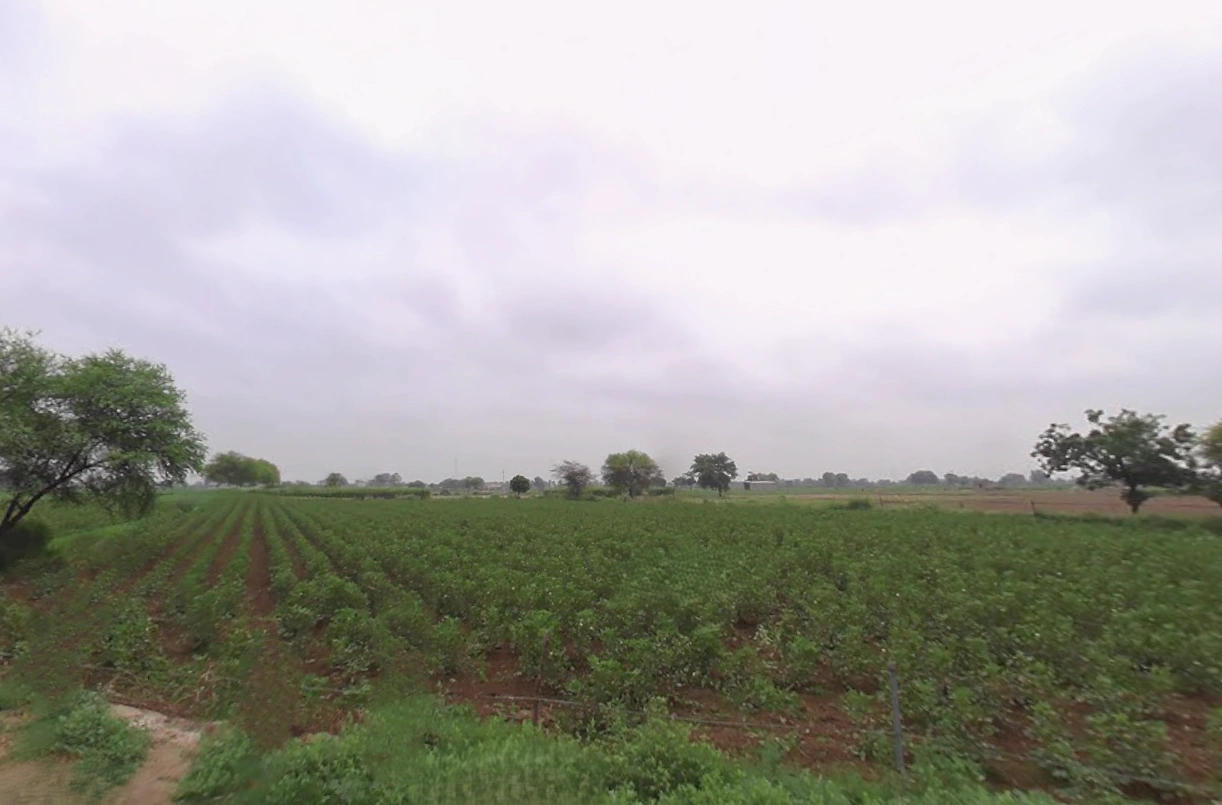 Barwala, Haryana 125121, India