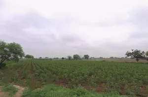 Barwala, Haryana 125121, India preview 2