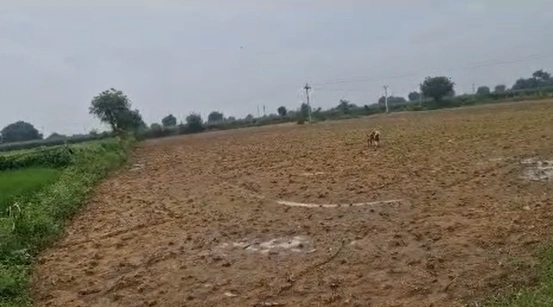 RMQF+X8 Gajwel, Siddipet, Telangana, India