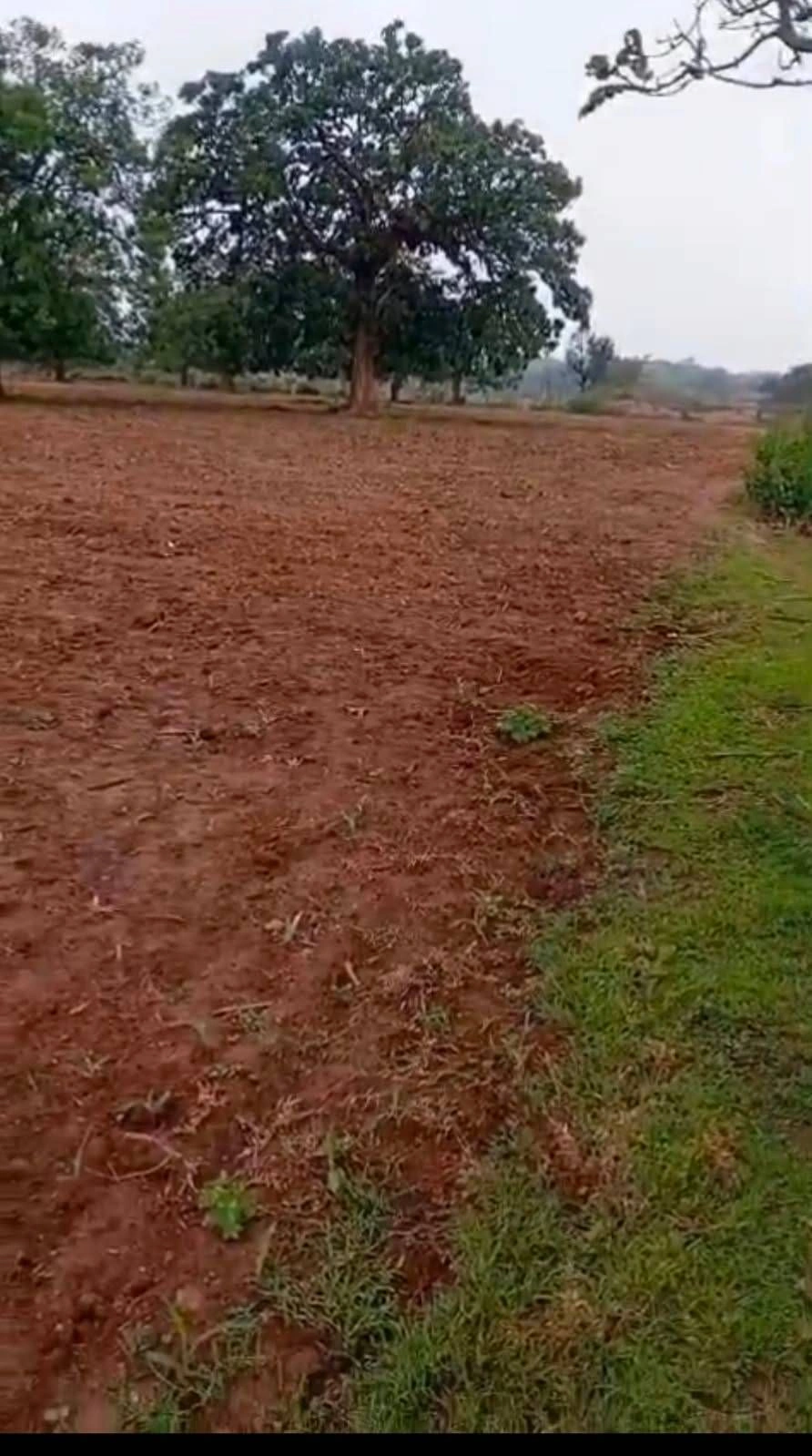 48P5+PV, Koraput, Kotapad, Odisha 764058, India - Photo 1