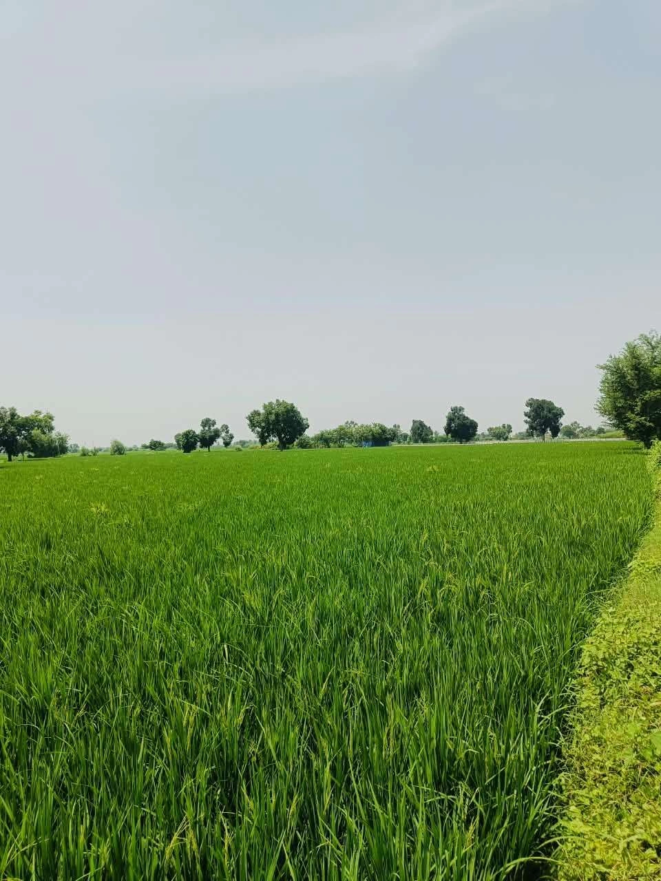 Gora, Mathura, Uttar Pradesh 281404, India