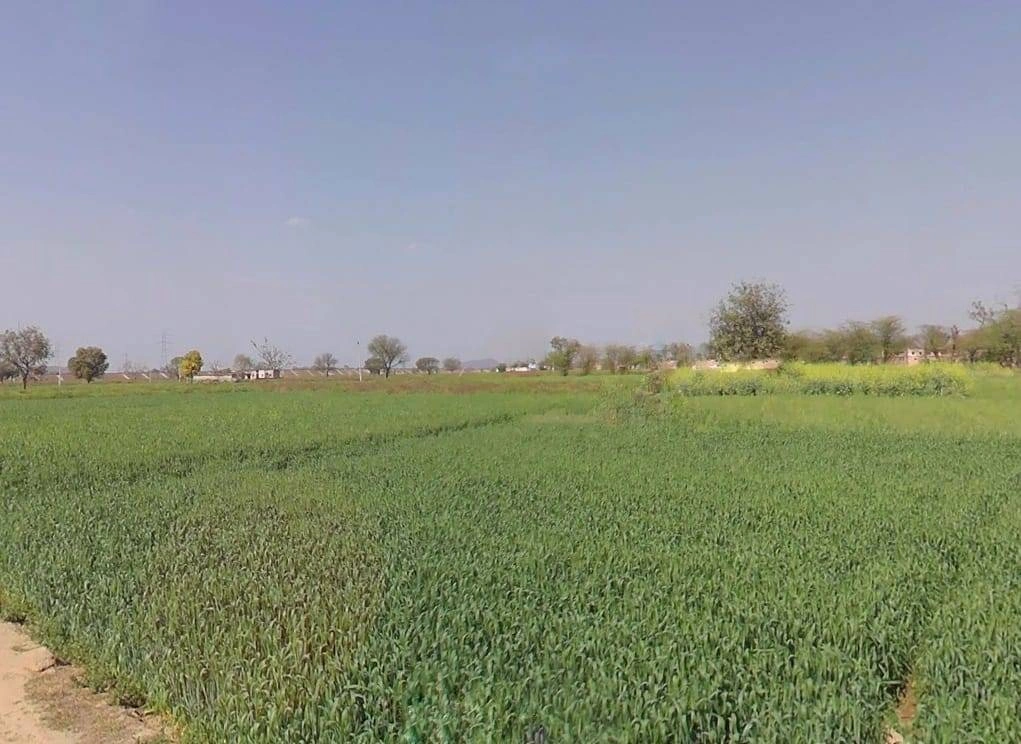 Vill.chandrakabass, Alwar, Rajasthan 301021, India