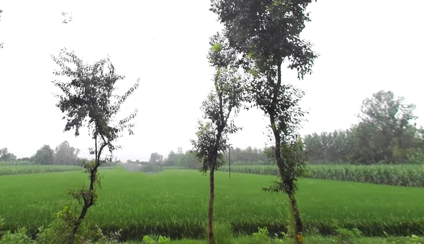 Kurdi Khera, Uttar Pradesh 247129, India