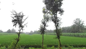 Kurdi Khera, Uttar Pradesh 247129, India preview 2