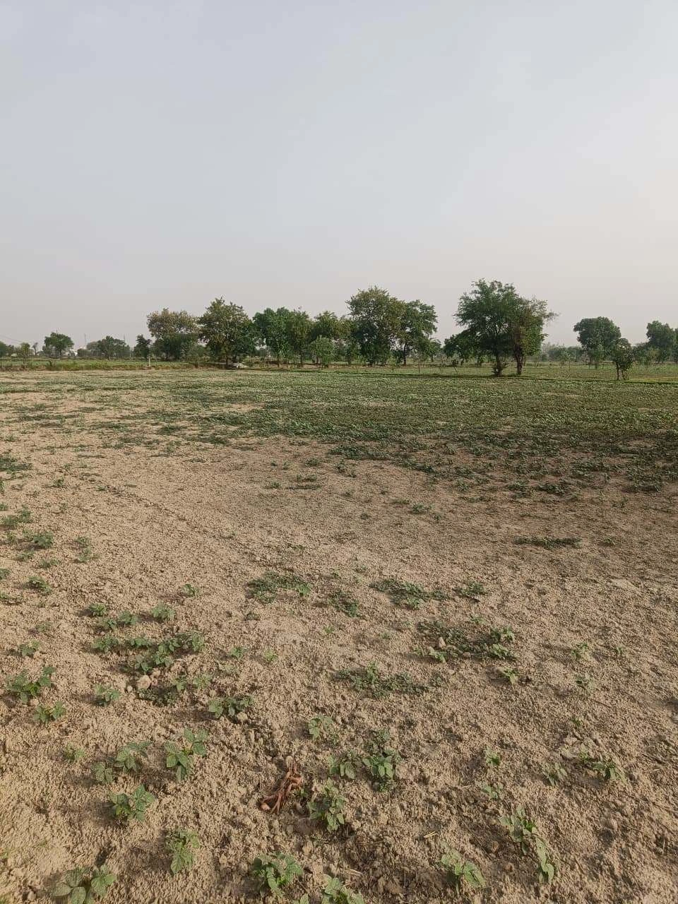 Aou, Rajasthan, India