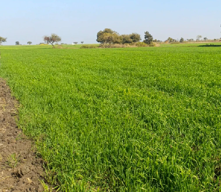 Panchkosi Marg, Madhya Pradesh, India