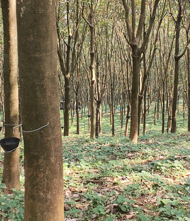 VGWQ+XMV, Kalladikode, Karimba South, Kerala 678596, India