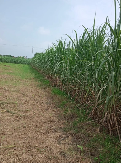 CWPQ+RF8, Muzaffarnagar, Chaurawala, Uttar Pradesh, India