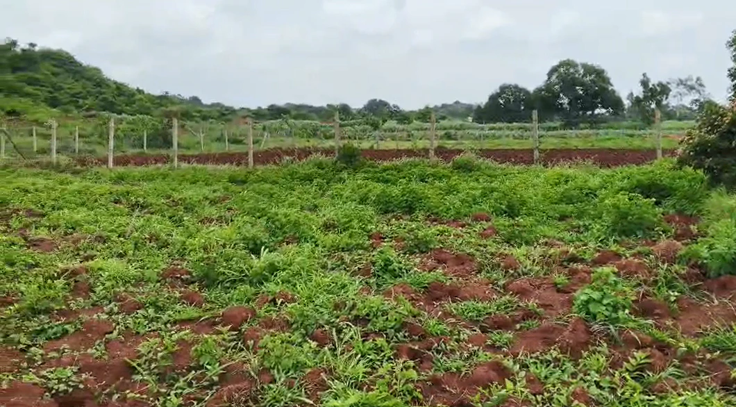 9VJG+5Q, Vikarabad, Kompally, Telangana 501102, India