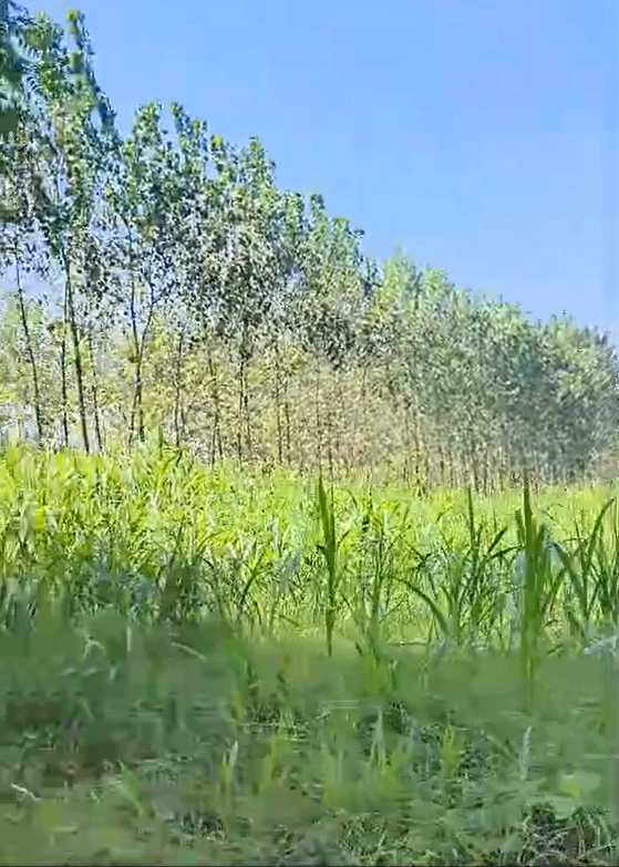 Kishanpur, Bijnor, Uttar Pradesh, India