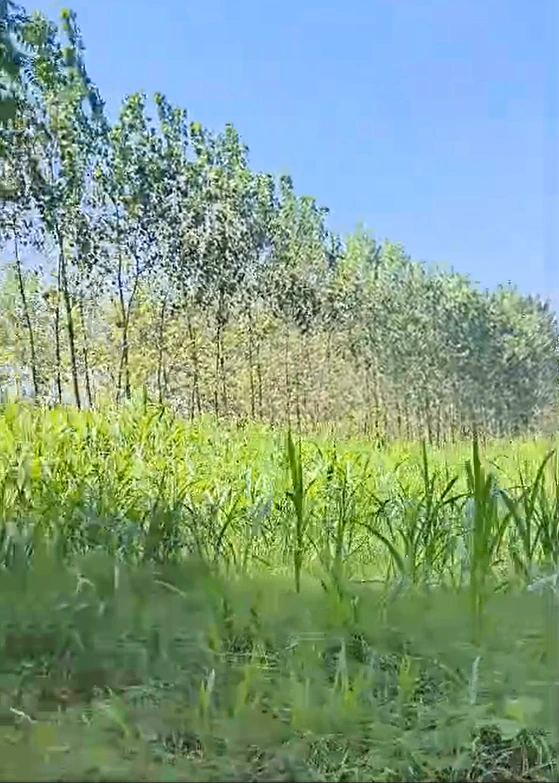 Kishanpur, Bijnor, Uttar Pradesh, India - Photo 2