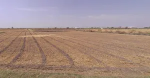 Virochannagar, Gujarat 382170, India preview 2