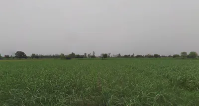 Baral, Uttar Pradesh 203408, India preview 3