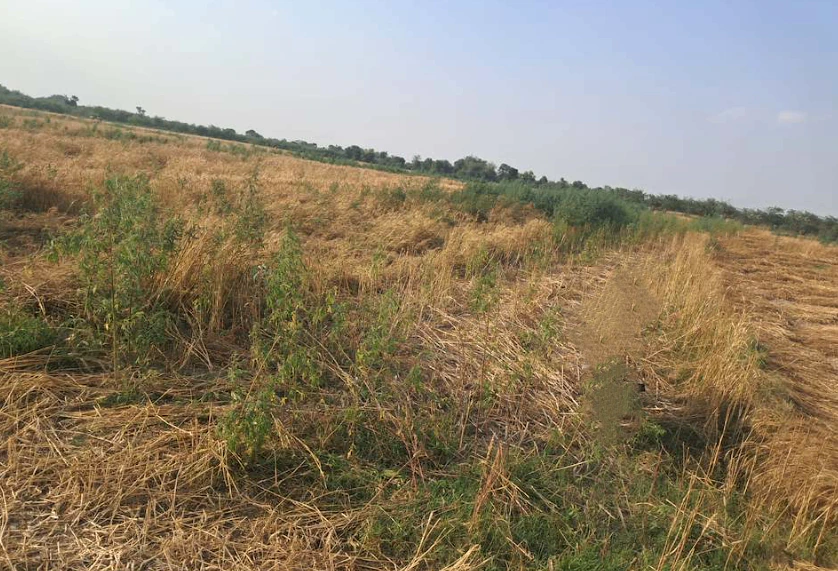 Barnagar, Madhya Pradesh 456771, India