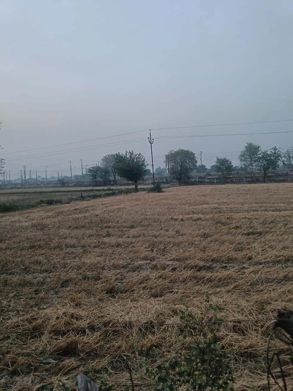 Barhana, Uttar Pradesh, India