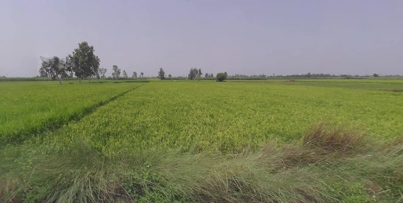 Hasanpur, Uttar Pradesh 244241, India