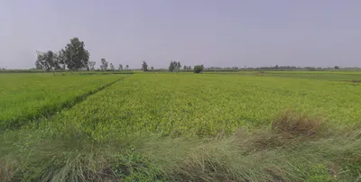Hasanpur, Uttar Pradesh 244241, India preview 3