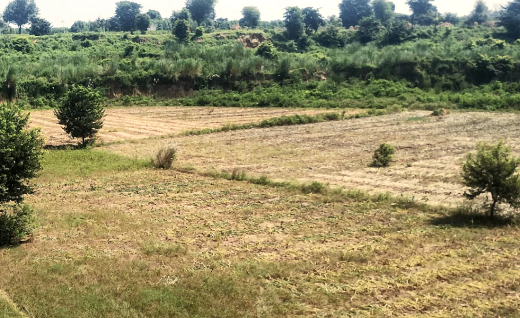 Rajpura, Punjab, India