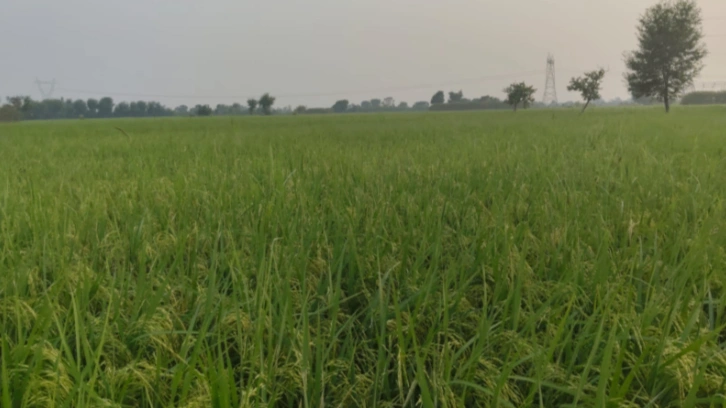 RP5V+Q8 Sikanderpur, Mathura, Uttar Pradesh, India