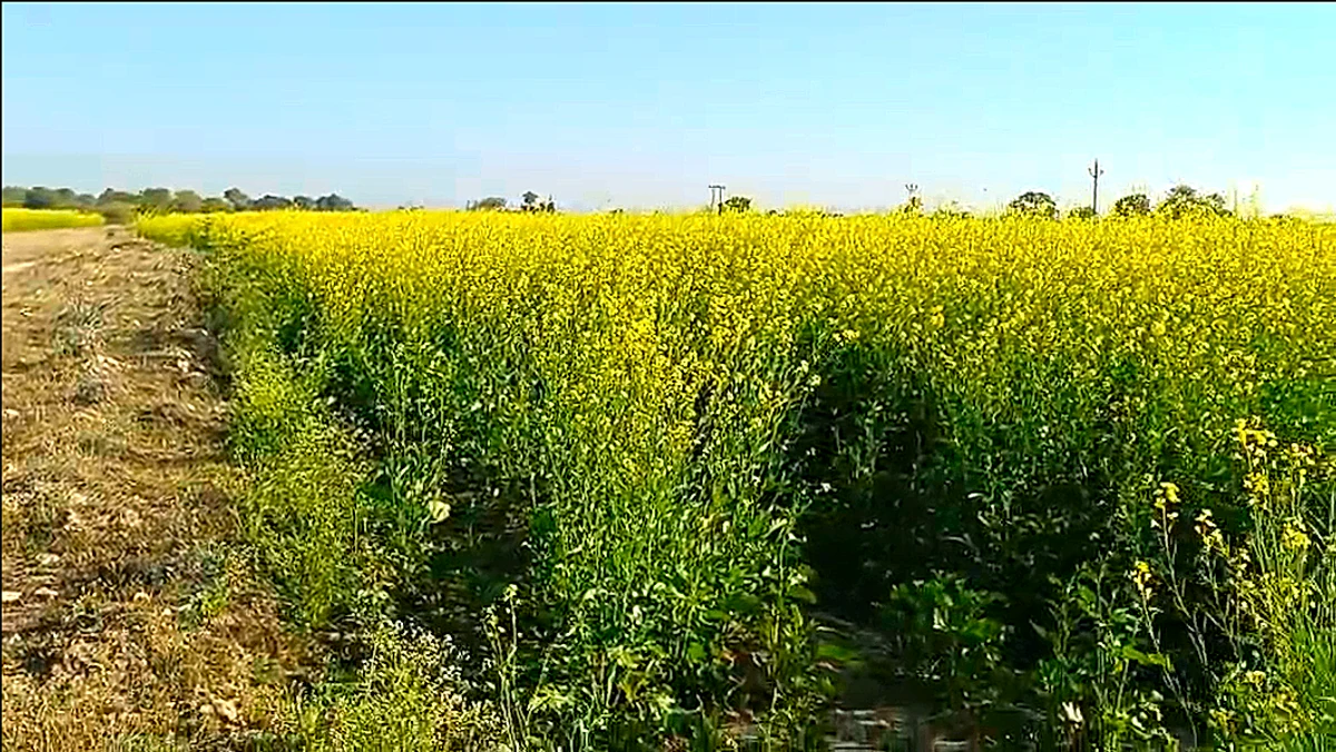 4VGQ+FW Harchandera, Rajasthan, India