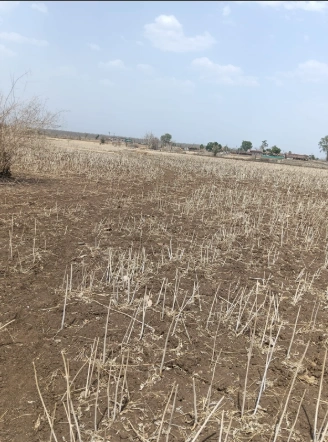 XRXP+J72, Barodiya Khan, Madhya Pradesh 453551, India