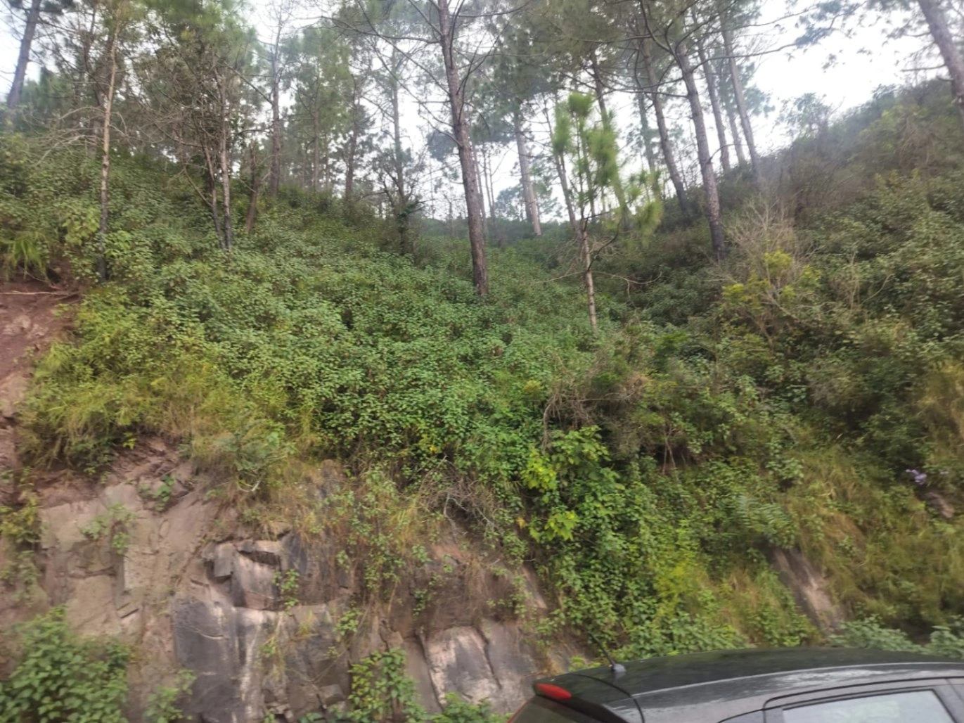 Panjhal, Himachal Pradesh 173001, India